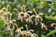 Arachnis labrosa